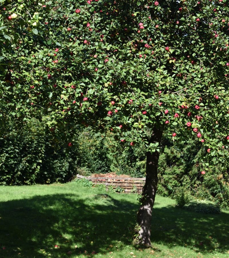 Apfelbaum schneiden Obstbaumschnitt Baumpflege Giessen